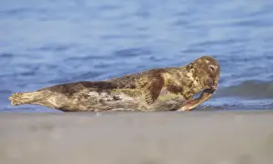 Grey Seal - Cow resting on breeding beach Norfolk UK