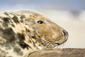 GREY SEAL - Cow / female