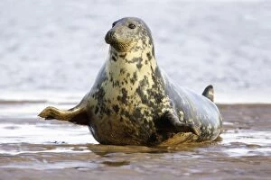 Images Dated 4th November 2006: Grey Seal - cow on sand-bank. Donna Nook seal sanctuary, Lincolnshire, UK