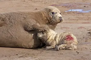 Lincolnshire Prints: Grey Seal - cow on a sandy beach with flipper resting on head of new born calf