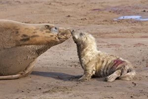 Grey Seal - cow on a sandy beach nose-to-nose with new born calf
