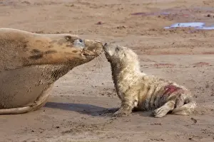 Grey Seal - cow on a sandy beach nose-to-nose with new born calf. England, UK