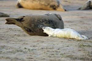 Grey Seal - cow suckling pup on beach