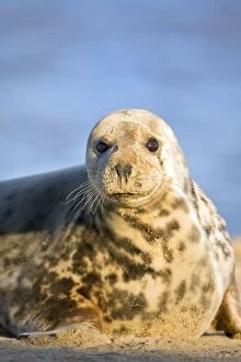 Grey Seal - female