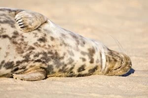 Grey Seal - female lying on beach