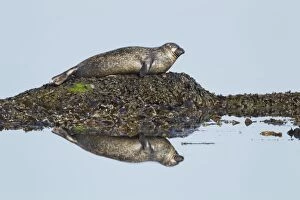 Images Dated 27th May 2012: Grey Seal - hauled out on small rock with reflection