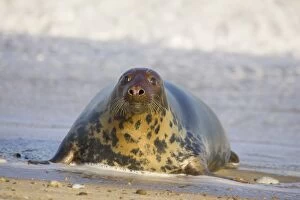 Images Dated 3rd December 2004: Grey Seal - hauling out in surf Waxham Beach Norfolk UK