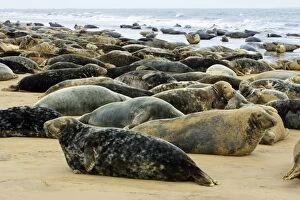 Grey Seal - herd resting on sand-bank