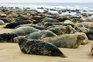Seal Prints: Grey Seal - herd resting on sand-bank. Donna Nook seal sanctuary, Lincolnshire, UK