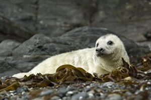 Images Dated 29th October 2011: Grey Seal - juvenile on beach