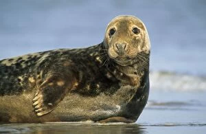 Grey Seal - lying on beach