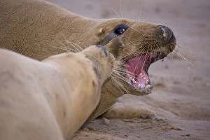 Grey Seal - male and female interacting on beach during mating season