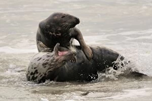 Images Dated 6th March 2008: Grey seal - male and female playing in mating season. Germany