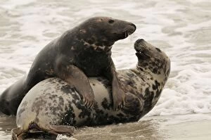 Images Dated 6th March 2008: Grey seal - male and female playing in mating season. Helgoland - Germany