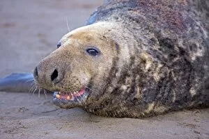 Images Dated 28th November 2008: Grey Seal - male showing wounds from territorial fighting during mating season