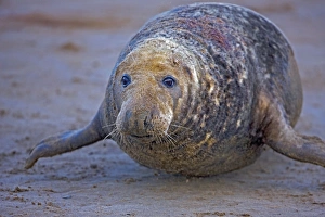 Images Dated 28th November 2008: Grey Seal - male showing wounds from territorial fighting during mating season