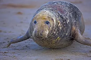 Grey Seal - male showing wounds from territorial fighting during mating season - UK