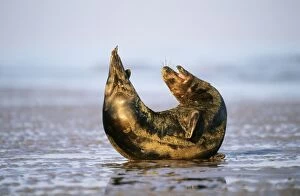 Images Dated 27th April 2007: Grey Seal - male stretching Lincolnshire