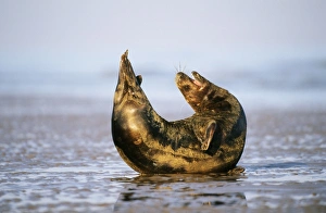 Images Dated 27th April 2007: Grey Seal - male stretching Lincolnshire