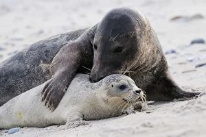 Grey seal - male and young on a beach