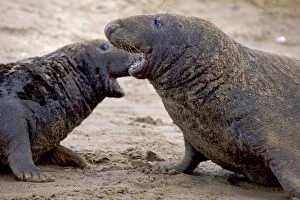 Grey Seal - two males engaged in territorial fight during mating season