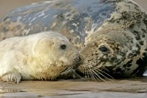 Grey Seal - mother and newborn pup taking stock of each other
