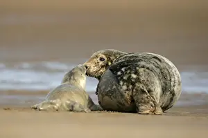 Army Prints: Grey Seal mother and newborn pup taking stock of each other Donna Nook