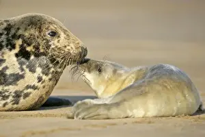 Child Prints: Grey Seal mother and newborn pup taking stock of each other Donna Nook
