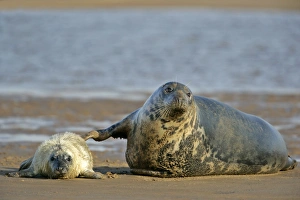Grey Seal - pup on beach