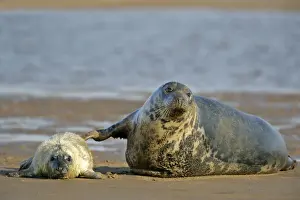 Army Prints: Grey Seal mother touching newborn pup in affection Donna Nook