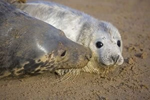 Images Dated 28th November 2008: Grey Seal - mother and young interacting on beach