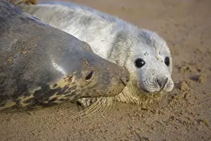 Seal Prints: Grey Seal - mother and young interacting on beach - UK