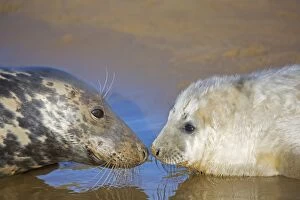 Images Dated 28th November 2008: Grey Seal - mother and young interacting on beach - UK
