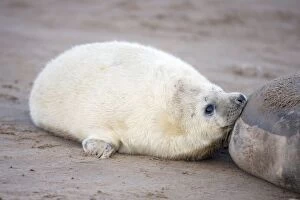 Images Dated 28th November 2008: Grey Seal - nursing pup