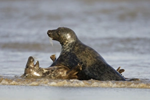 Images Dated 19th November 2005: Grey Seal - playing in surf - Donna Nook - Lincolnshire - UK