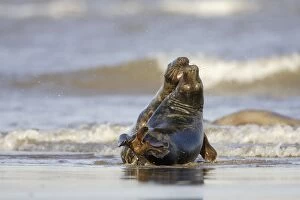 Images Dated 19th November 2005: Grey Seal - playing in surf - Donna Nook - Lincolnshire - UK