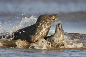 Images Dated 19th November 2005: Grey Seal - playing in surf - Donna Nook - Lincolnshire - UK