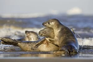 Images Dated 19th November 2005: Grey Seal - playing in surf - Donna Nook - Lincolnshire - UK