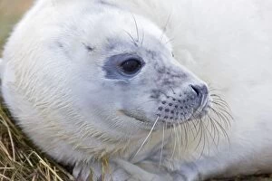 Images Dated 29th November 2008: Grey Seal - pup