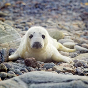 GREY SEAL - pup on beach