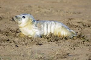 Grey Seal - pup on beach, Donna Nook seal sanctuary