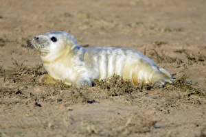 Grey Seal - pup on beach