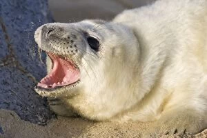 Images Dated 3rd December 2004: Grey Seal Pup on beach with mouth open Waxham Beach Norfolk UK