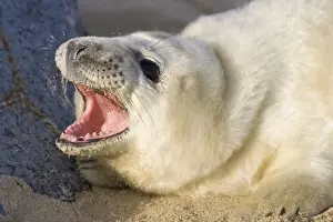Seal Prints: Grey Seal Pup on beach with mouth open Waxham Beach Norfolk UK