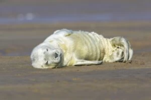 Grey Seal - pup on beach, sleeping