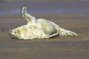 Images Dated 4th November 2006: Grey Seal - pup on beach stretching its flipper. Donna Nook seal sanctuary, Lincolnshire, UK