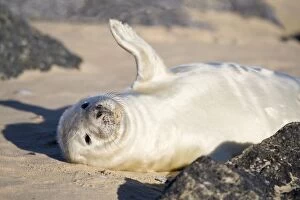 Grey Seal - pup on beach waving flipper