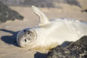 Flipper Prints: Grey Seal - pup on beach waving flipper - Norfolk England