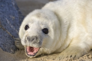 Images Dated 3rd December 2004: Grey Seal Pup on beach Waxham Beach Norfolk UK