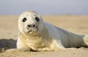 Images Dated 3rd December 2004: Grey Seal Pup on beach Waxham Beach Norfolk UK